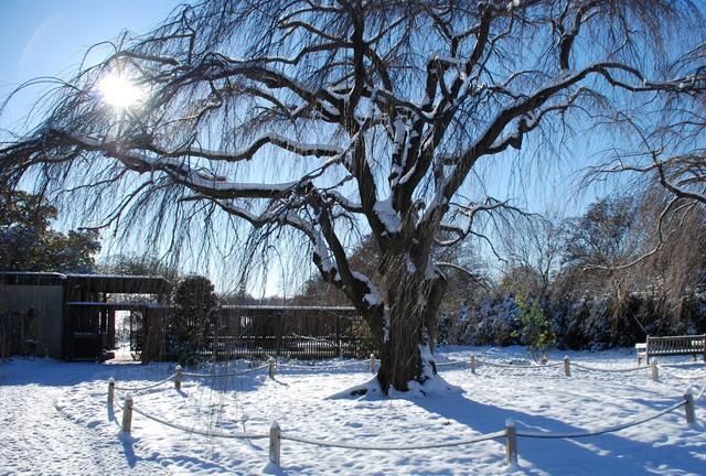 冬天,河南地区哪些落叶园林景观树还很美?